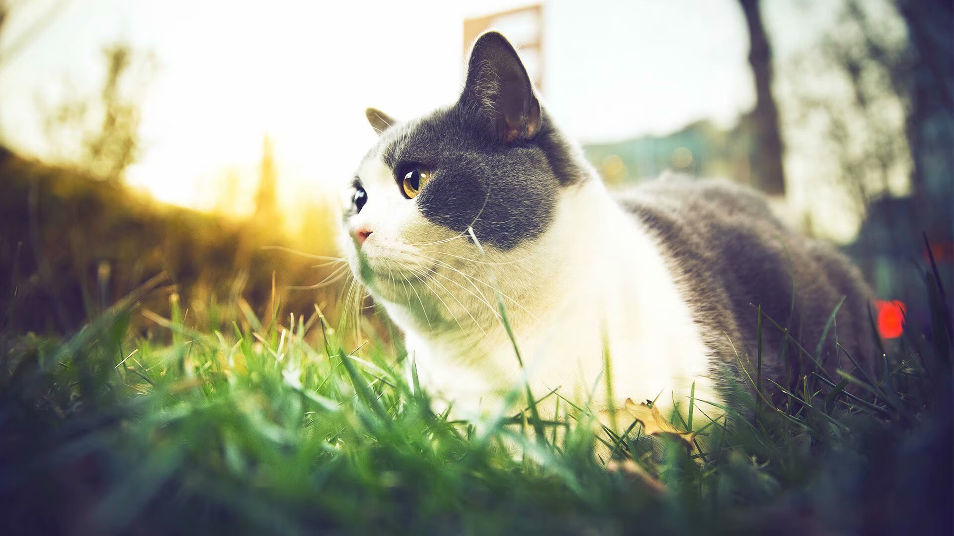 随机葡萄牙队在西班牙韦尔瓦大奖赛中参赛，卫冕冠军葡萄牙队