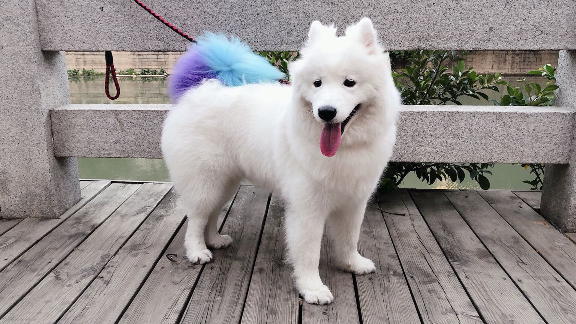 随机远射“经典一幕”：欧冠赛场上令人窒息的瞬间，足坛远射之王