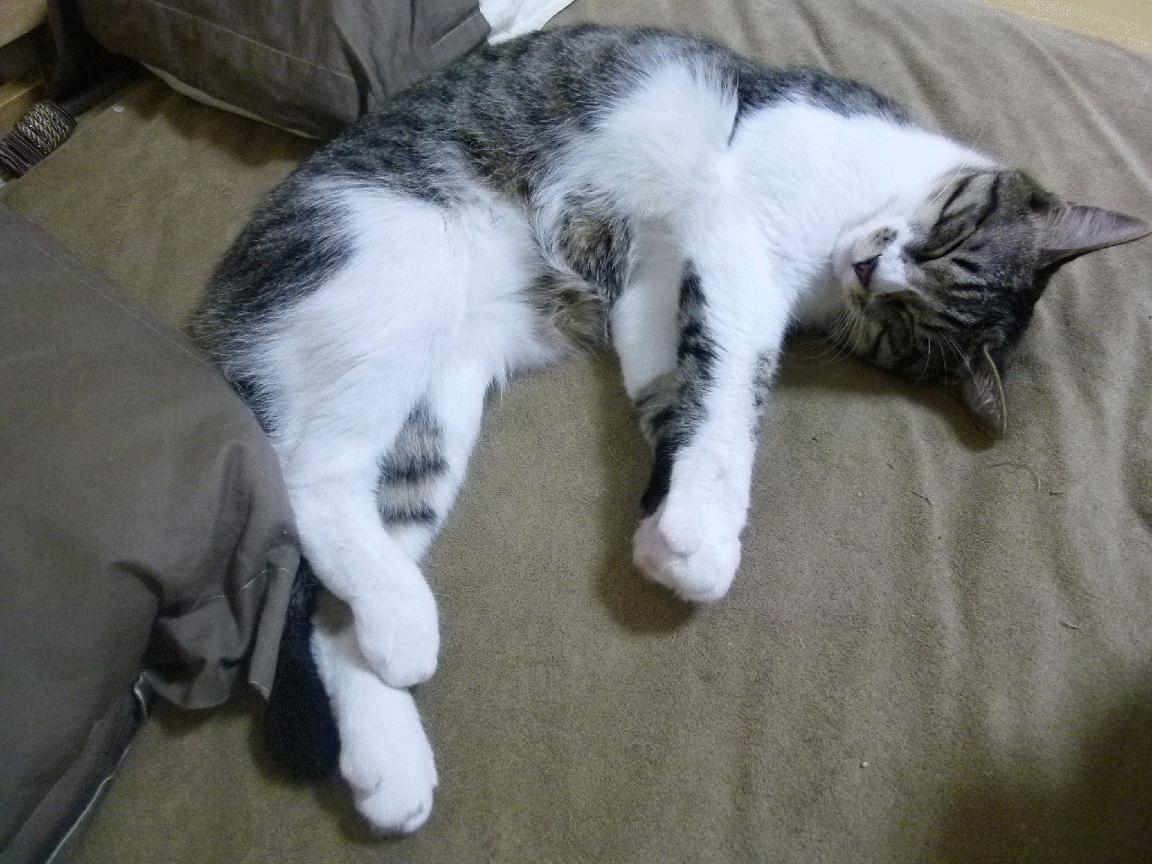 随机全场马术大奖赛高潮迭起，马术比赛现场