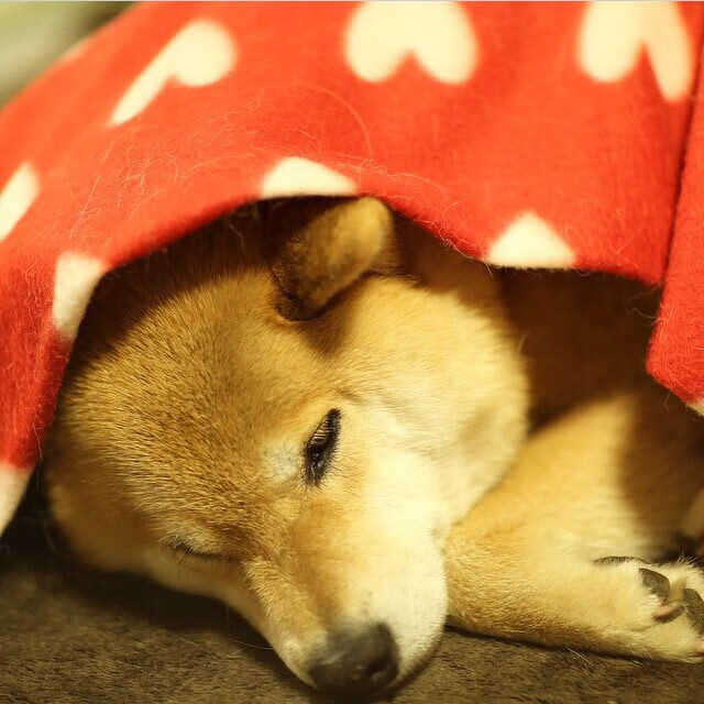 随机切尔西中场表现出色，助球队取得胜利，切尔西中途换帅