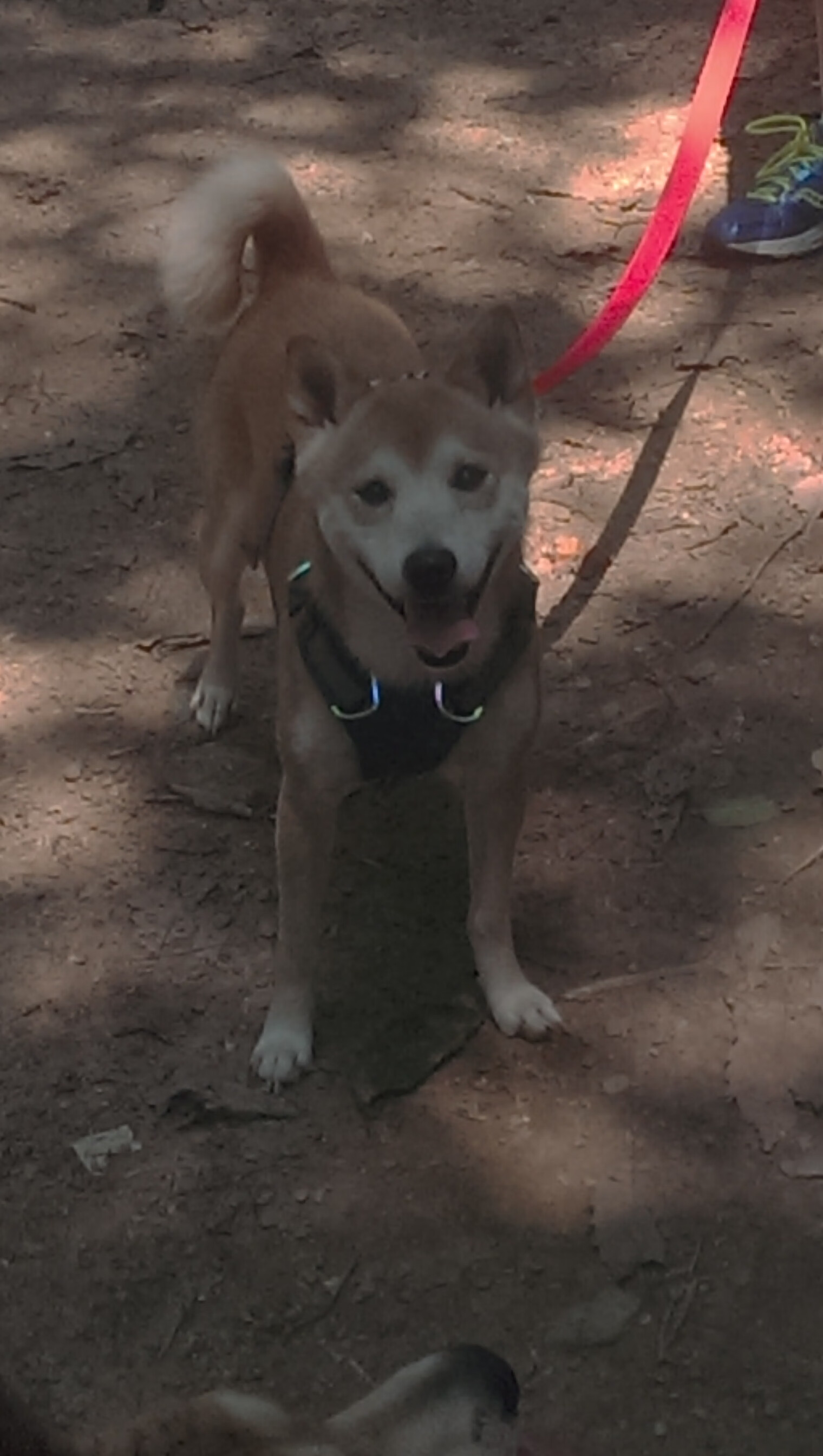 随机切尔西主帅振作士气,球队全力备战,切尔西队主力阵容