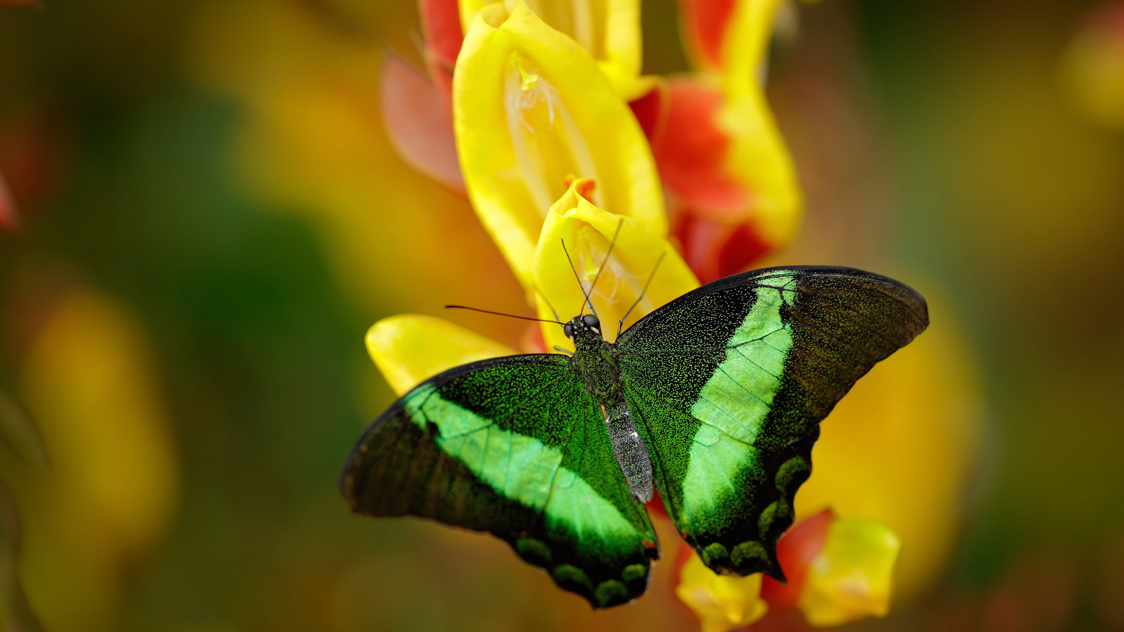 随机巴西女足队迎战强敌,备战全国锦标赛,巴西女足被淘汰