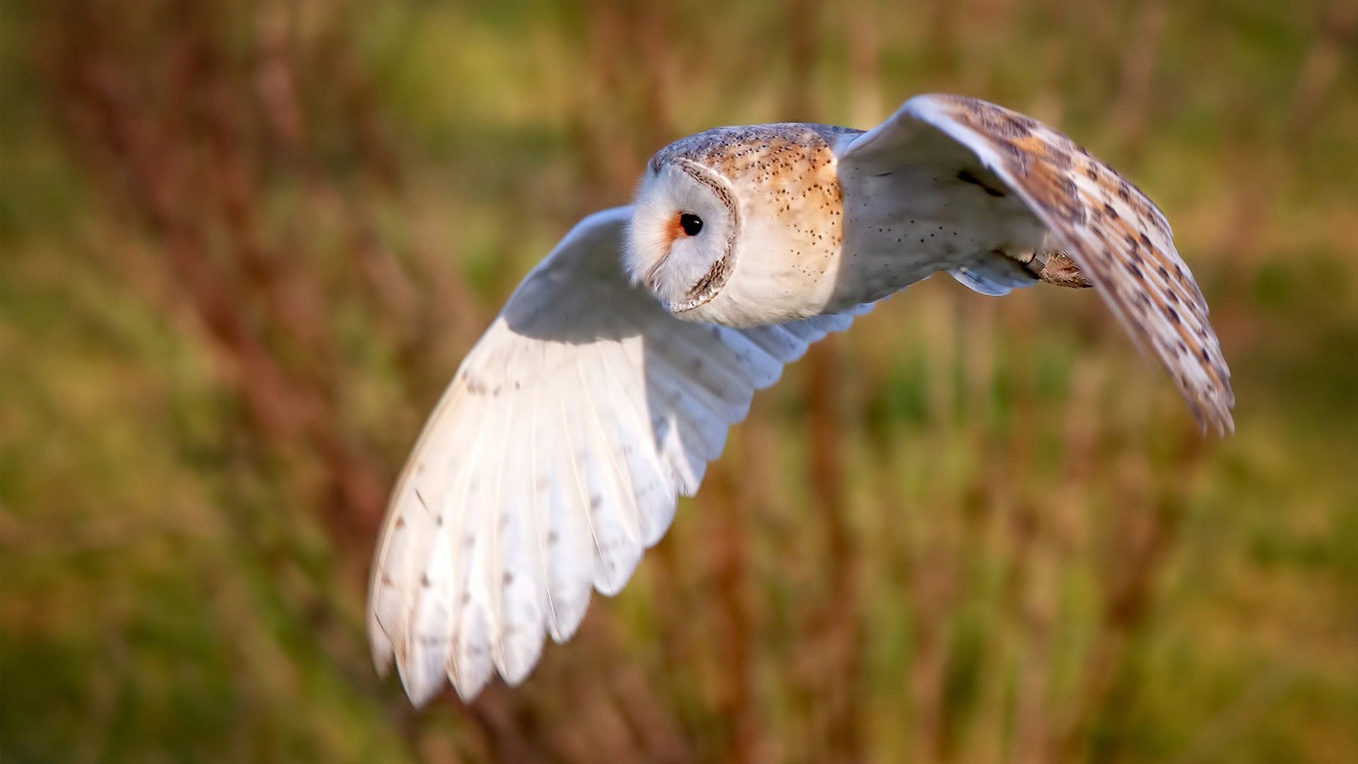 随机广厦控股球队防守反击表现优异，广厦控卫都有谁
