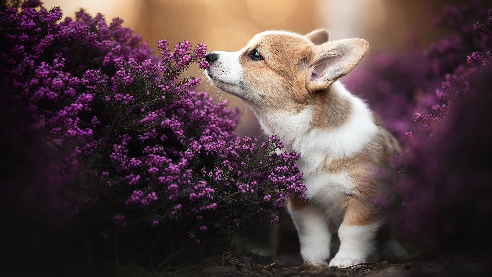 随机电竞职业选手体能训练与营养配比科学化研究,职业电竞选手的训练时间