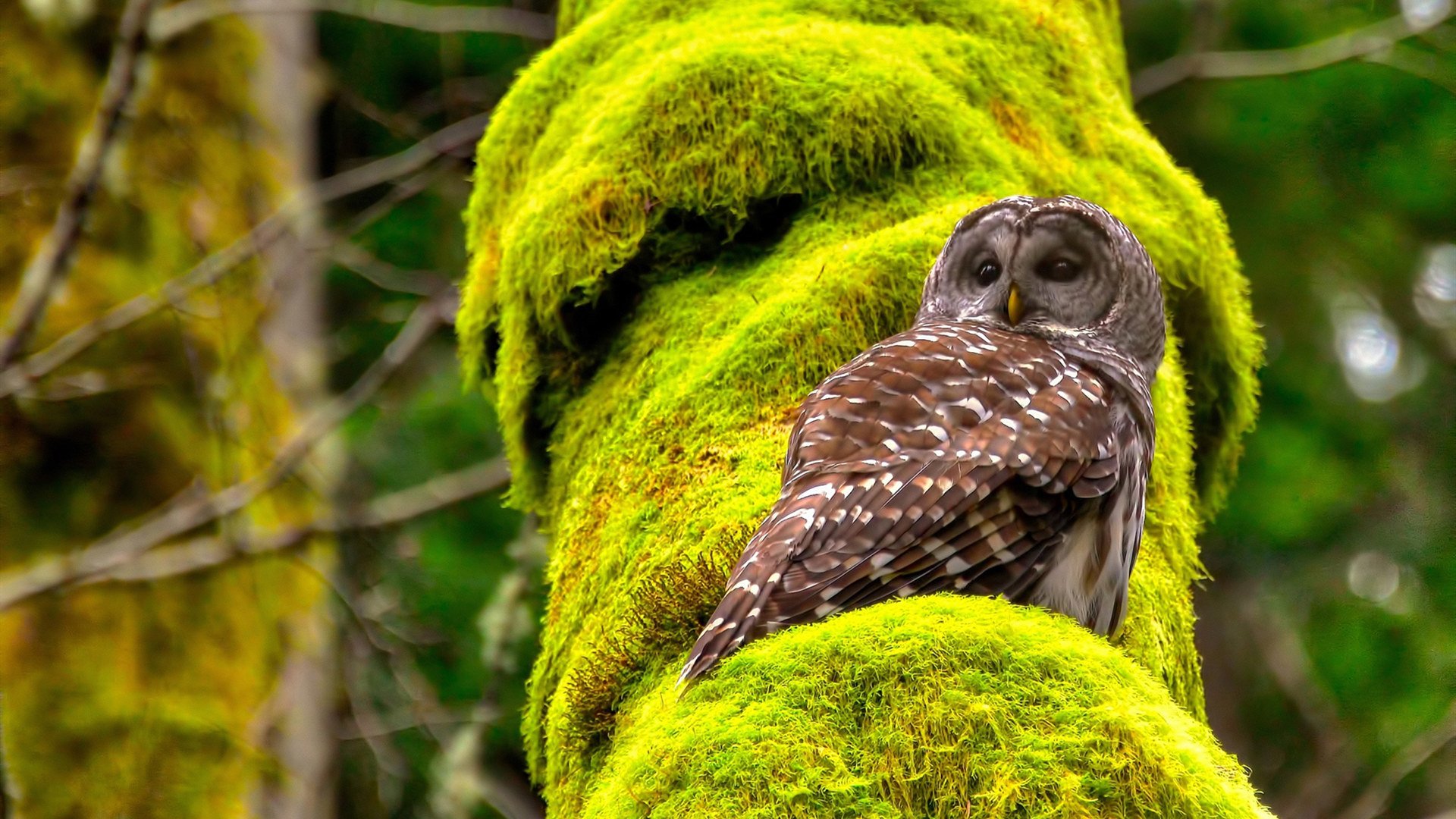 随机篮球场光影:全球巅峰对决如火如荼,nba球场全景