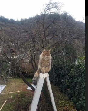 随机腾讯全面升级电竞赛事体系，腾讯电竞联赛