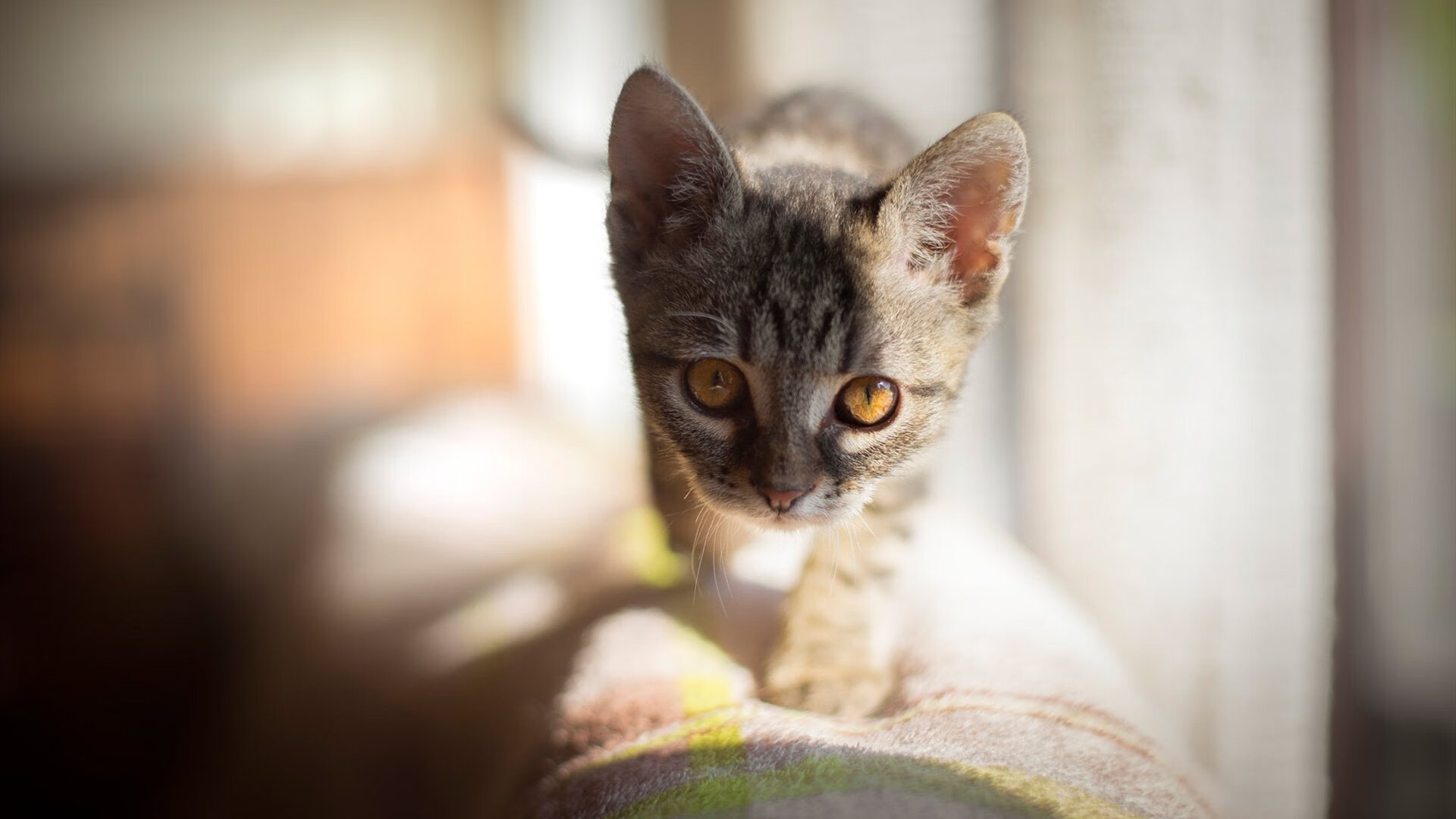 随机葡萄牙队连败两场,欧预赛前景蒙上阴影,葡萄牙队欧冠
