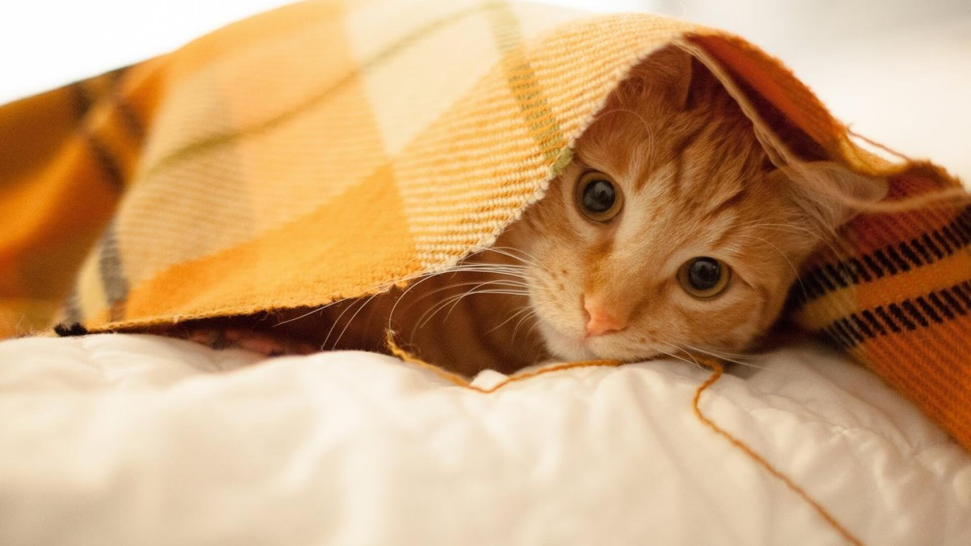 随机阵容调整的妙招，能否取得胜利？，阵容怎么搭配