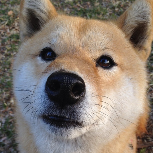 随机雄鹰主教练突然离职，球队动荡不安，雄鹰队nba