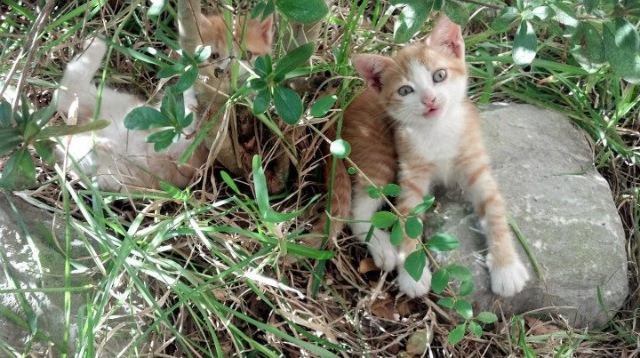 随机NBA联盟VR观赛技术在用户留存中的作用,vr看比赛