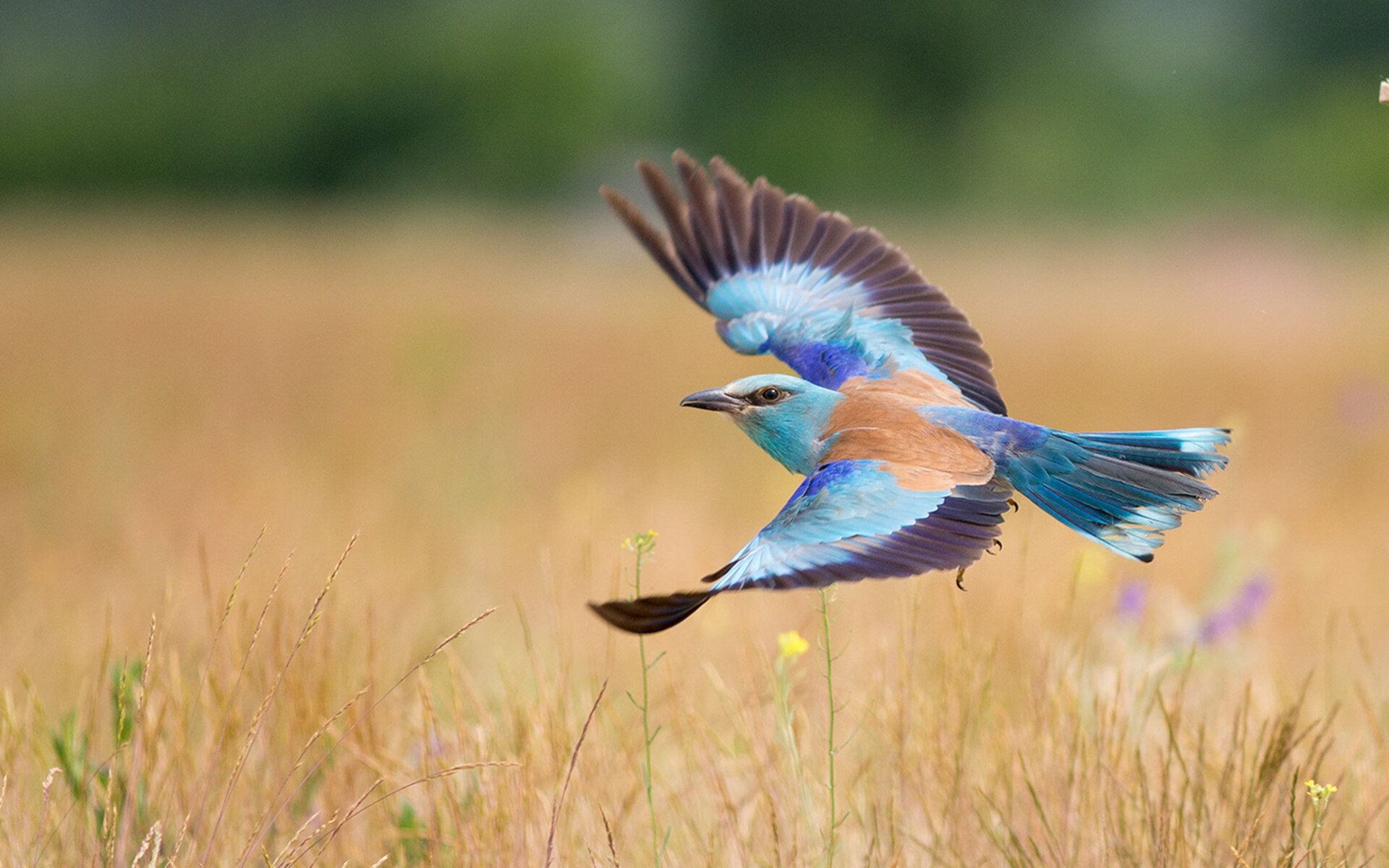 九游娱乐-全国轮滑马拉松挑战赛在青岛举行，轮滑马拉松全程录像
