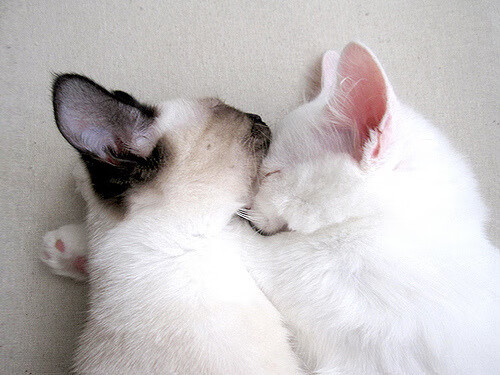 Jiuyou-足球训练课程与运动医学结合薄弱,足球教学课与足球训练课的差异