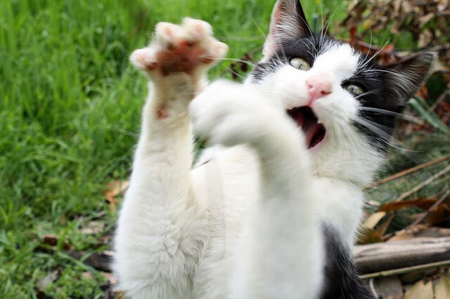 九游娱乐(jiuyou)官方网站-乌克兰男篮在欧洲锦标赛中表现出色,争夺奖牌从未停歇,乌克兰晋级欧洲杯之路