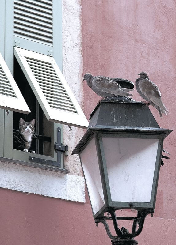 九游网页版官网-仰泳技术扎实瑞士持续领先，仰泳视频欣赏