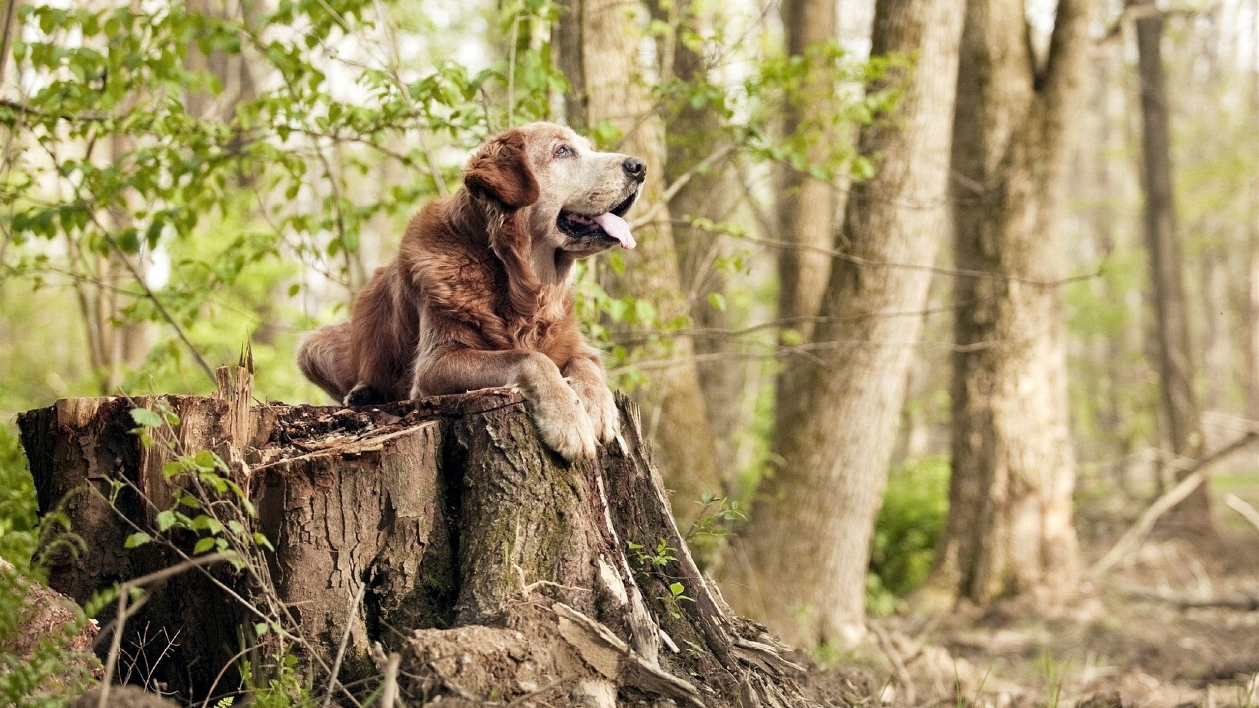 九游电脑版-克莱尔·柯尔赞女子200米仰泳表现稳健