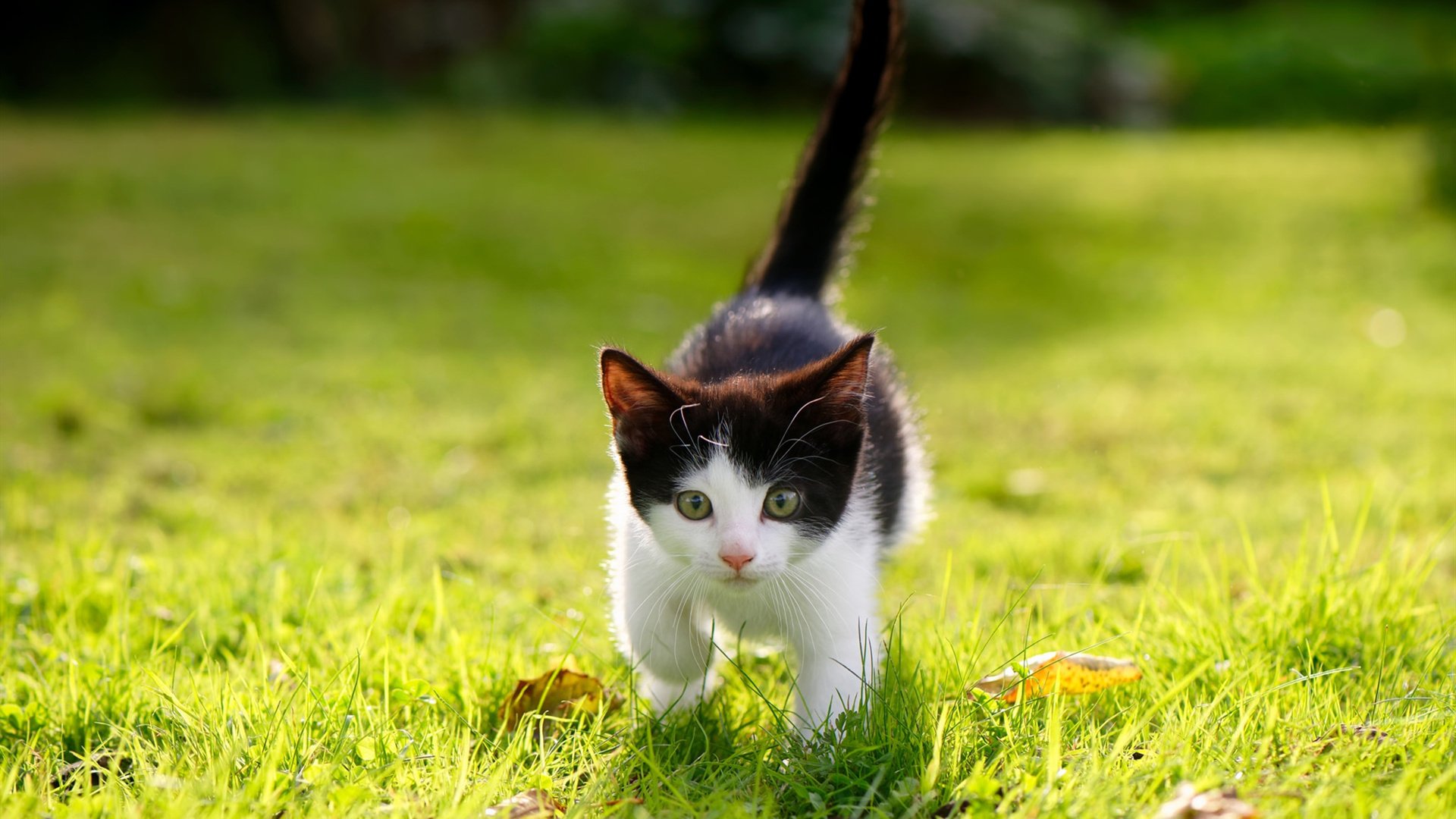 九游下载官网-混合泳对决波兰沉着冷静,混合泳夺冠视频