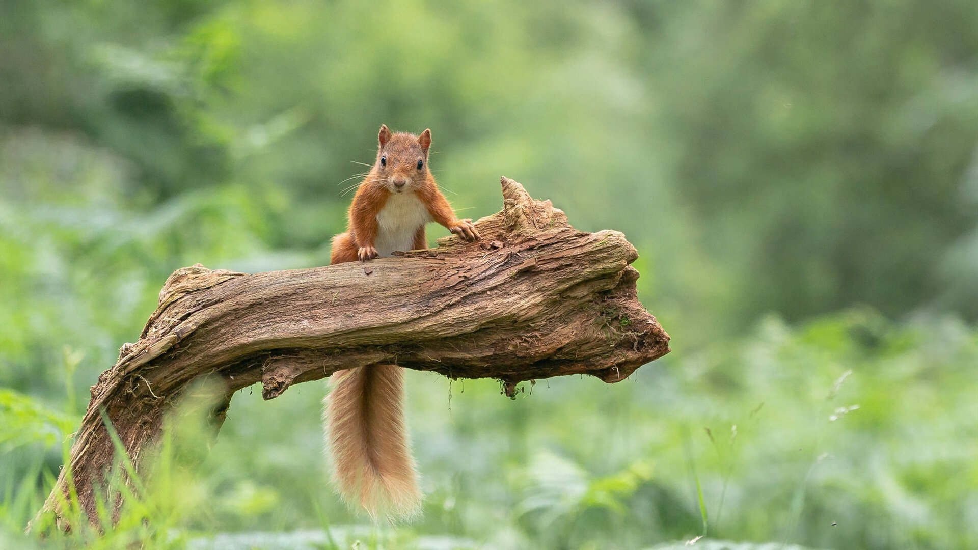 九游9游-美洲杯明星盛宴:个人技术震撼全场,美洲杯选手