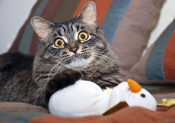 九游下载中心-美洲杯球迷的数字化参与平台，美洲杯球迷的数字化参与平台是什么