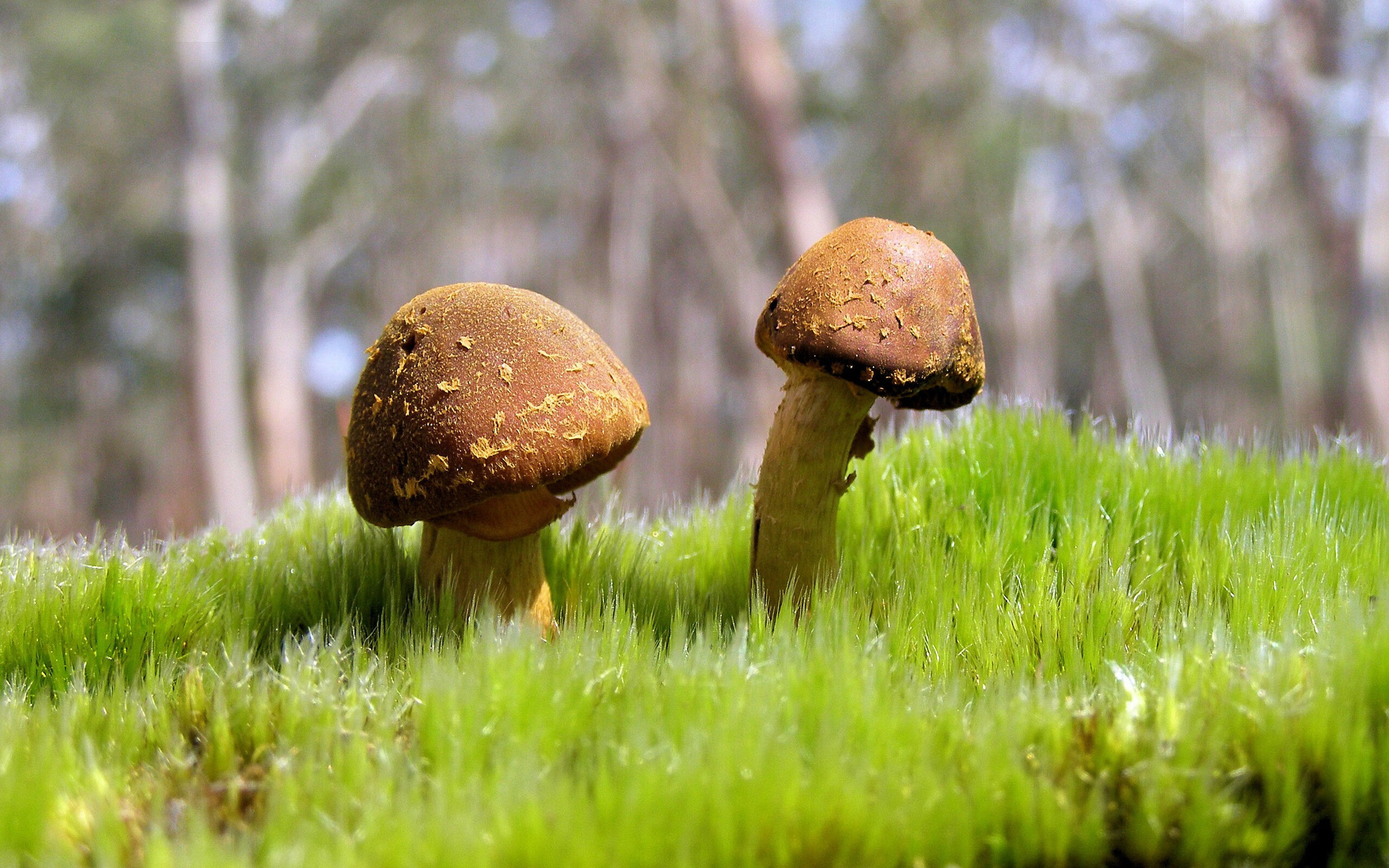 九游官网pc-蝶泳赛场吉尔吉斯斯坦爆发力强劲,吉尔吉斯斯坦摔跤手