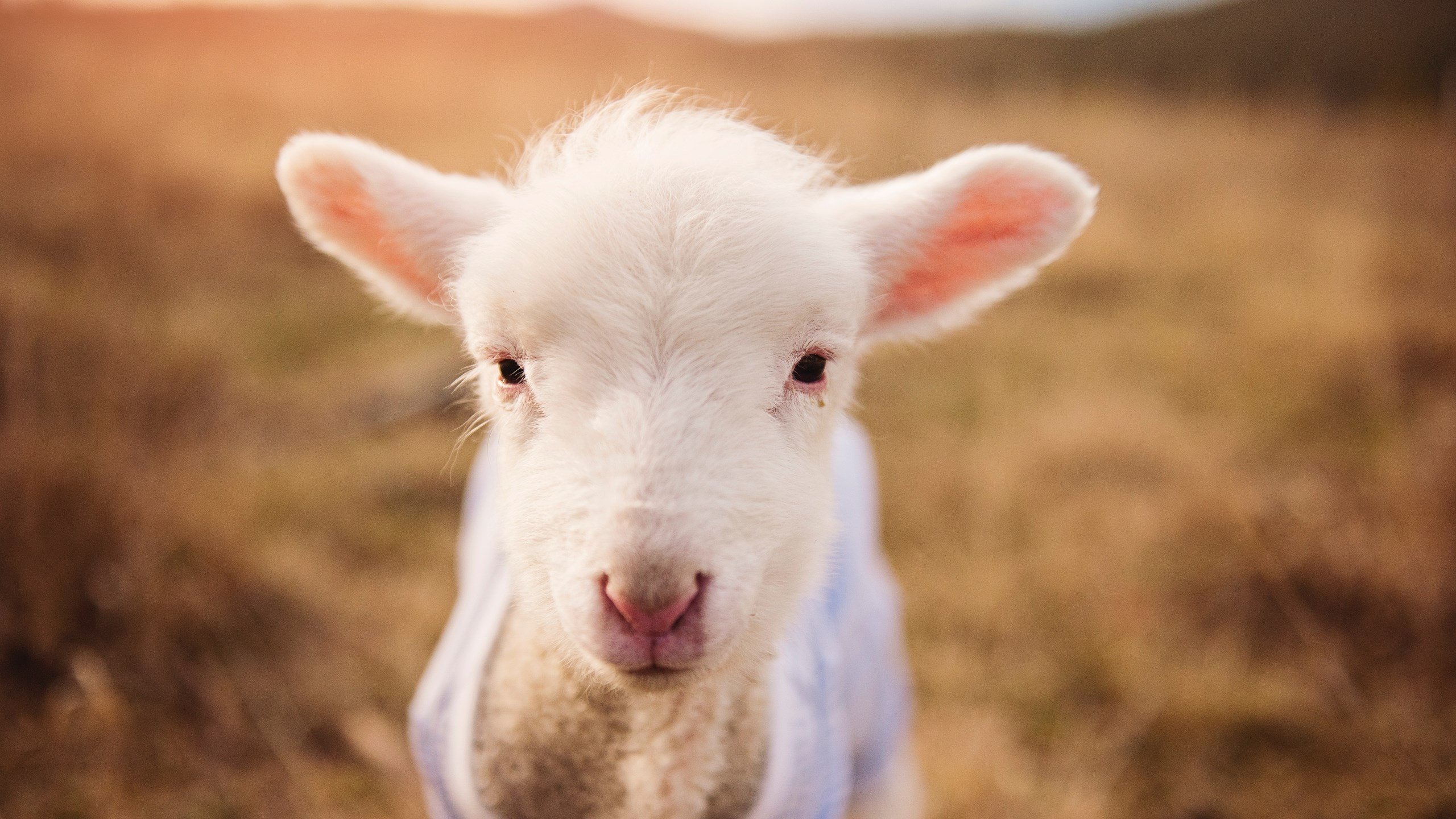 JiuyouAPP下载-西蒙·切拉苏奥洛50米蛙泳表现抢镜